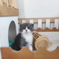 گربه اسکاتیش رگدال|گربه|اصفهان, مهدی آباد|دیوار