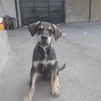 سگ پژدر اصیل ۳ ماه نر