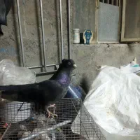 نر کفتر زاغ آبادانی|پرنده|حمیدیا, |دیوار