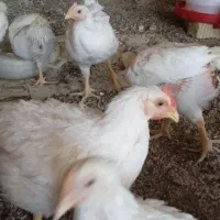 خروس لاری اصل افغان|حیوانات مزرعه|شیراز, شاپورجان|دیوار