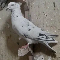 پلاکی|پرنده|شیراز, شهرک گلستان|دیوار