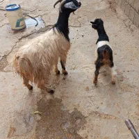 بز آبستن و بز بزغاله و گوسفنده آبستن و کاور ماده