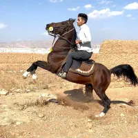 اسب کرد|اسب و تجهیزات اسب‌سواری|تهران, منیریه|دیوار