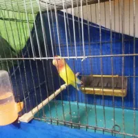 کوتوله برزیلی|پرنده|آشخانه, |دیوار