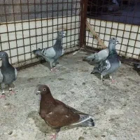 ۶تا المانی وکرمانی