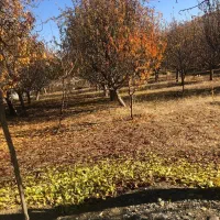 زمین ویلایی|فروش زمین و ملک کلنگی|سیلوانه, |دیوار