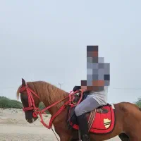 فروش اسب نریون دره شور