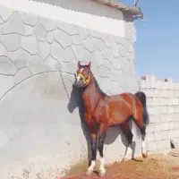اسب کرود
