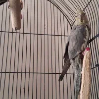 پرنده عروس هلندی