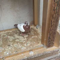 همه کبوتر ها سالم ب شرط|پرنده|پلدختر, |دیوار