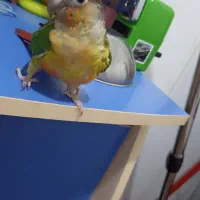 گرینچیک گم شده|حیوانات|فردیس, شهرک ارم|دیوار