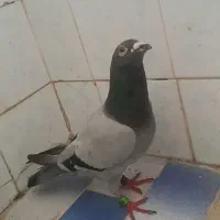 پلاکی کویت