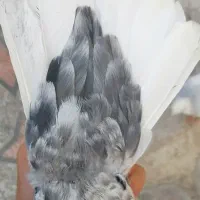 کفتر طوق آبی بردار سرور دم سفید شمعک تخت|پرنده|شیراز, سعدیه جنوبی|دیوار