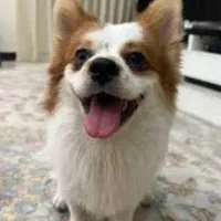 سگ سایز کوچک