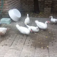 اردک اسرائیلی نر وماده سفید بالغ