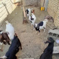 بزغاله نر و ماده