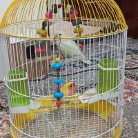 یک جفت طوطی کوتوله با قفس
