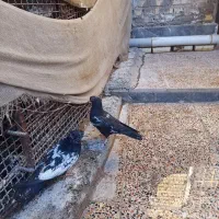 حیوانات ،پرنده