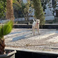 پیتبول فقط جهت کشش|سگ|شهریار, ابراهیمآباد|دیوار