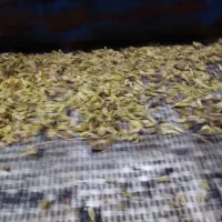 دمگیری  کشمش