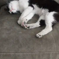 گربه خانگی|گربه|تهران, سازمان آب|دیوار