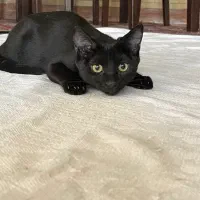 گربه پیدا شده