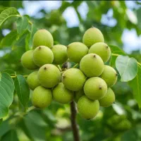 فندق گردوبادام شلیل گلابی سیب زردآلو نهال آرش