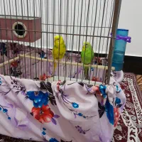 سلام دومرغ عشق به فروش میرسد