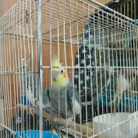 عروس هلندی|پرنده|تهران, خانی آباد نو شمالی|دیوار