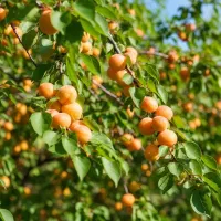 فرصت محدود فروش نهال گلابی درجه‌یک|خدمات باغبانی و درختکاری|رشت, پارک شهر|دیوار