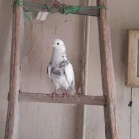 کبوتر پرشی طوقی  سرور قلمکار