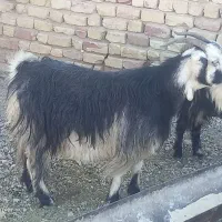 کولار بز آبستن