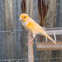 قناری. نر. جوان تازه صاف