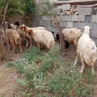 میش قوچ بره