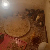 ۳۸ تا جوجه نژادهای مختلف