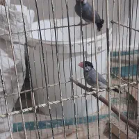 فنج بلبلی|پرنده|خرمشهر, |دیوار