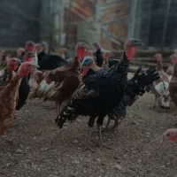 فروش بوقلمون کلی و جزئی|حیوانات مزرعه|همدان, |دیوار