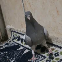 مفلق خرقه پرده پا دمگیر روس روس قدیمی