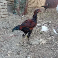 جوجه لاری|حیوانات مزرعه|تربت‌حیدریه, هاشمی‌نژاد|دیوار