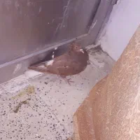 سرخ دم سفید|پرنده|مبارکه, |دیوار