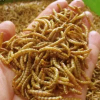 فروش میلورم خشک عمده|خزنده|قلعه قاضی, |دیوار