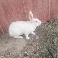 خرگوش سفید|موش و خرگوش|زابل, |دیوار