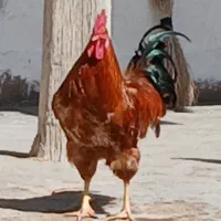 خروس و مرغ