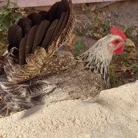 مرغ و خروس|حیوانات مزرعه|کاکی, |دیوار