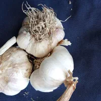 سیر خشک