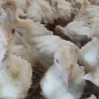 جوجه بوقلمون بیوتی 25 روزه