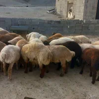 کیلویی 315000گوسفند سالم زنده چاق پلاک شده|حیوانات مزرعه|تهران, پاسداران|دیوار