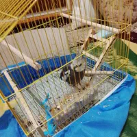 جوجه عروس هلندی