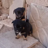 سگ پاکوتا۲ماه هردوماده هستن|سگ|نرماشیر, |دیوار