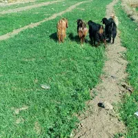 گوسفند کشتاری